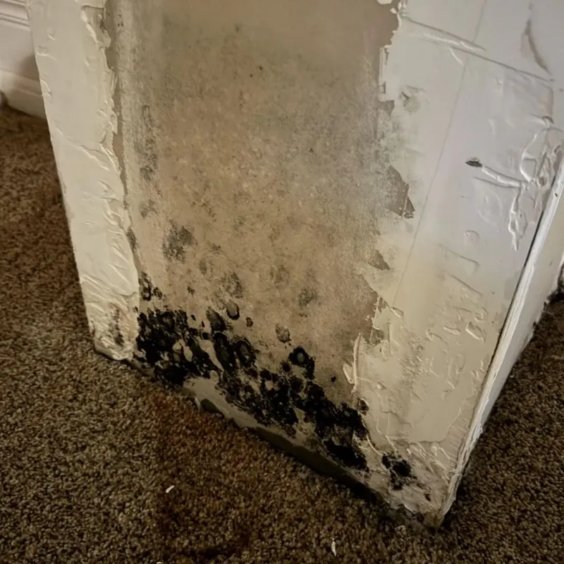 Professional Mold Removal in Salem, OH